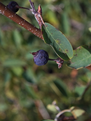 Amelanchier ovalis, photograph 6