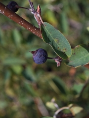 Amelanchier ovalis, photograph author not stated, no rights reserved