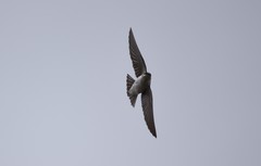 Tachycineta thalassina