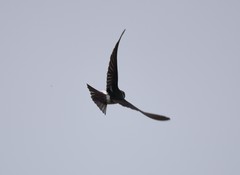 Tachycineta thalassina