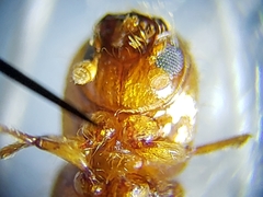 Xyleborus affinis