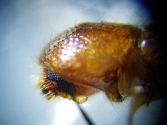 Xyleborus affinis