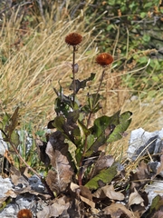 Desert Rose (Xerolekia)
