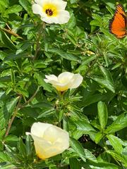 Dione vanillae lucina