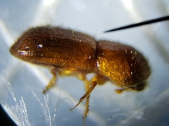 Xyleborus affinis