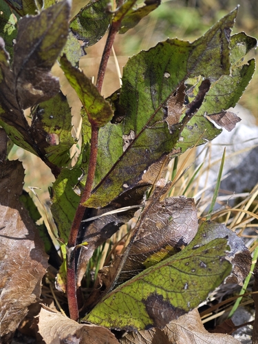 Buphthalmum speciosissimum, photograph 3
