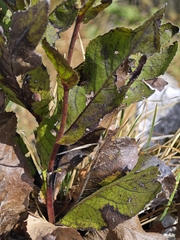 Buphthalmum speciosissimum, photograph author not stated, no rights reserved