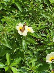 Dione vanillae lucina