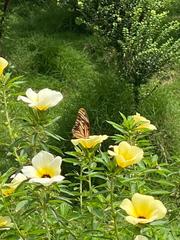 Dione vanillae lucina