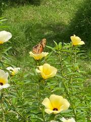 Dione vanillae lucina