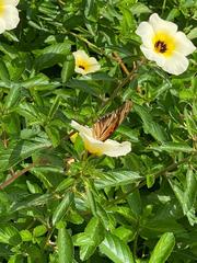 Dione vanillae lucina