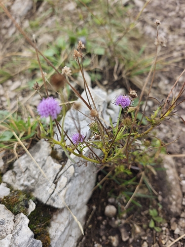 Scabiosa triandra, photograph 4