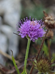Scabiosa triandra, photograph author not stated, no rights reserved
