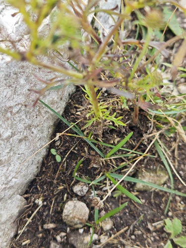 Scabiosa triandra, photograph 6