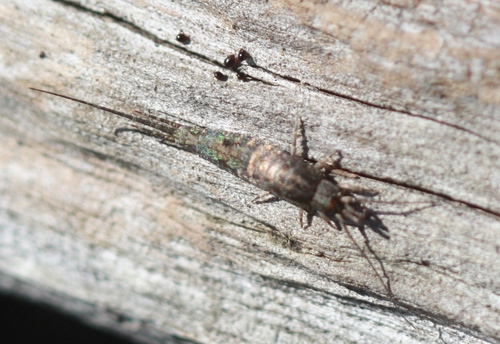 Archaeognatha