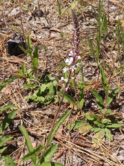 Verbena carnea