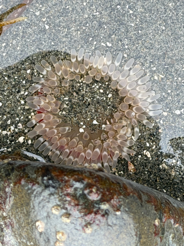 Pacific Stubby Rose Anemone