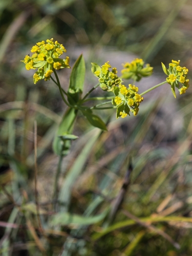 Bupleurum ranunculoides