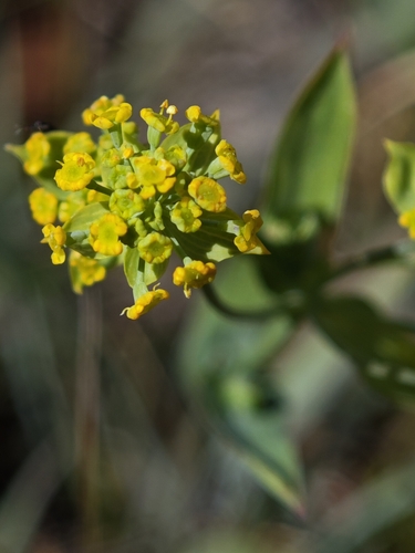 Bupleurum ranunculoides, photograph 2