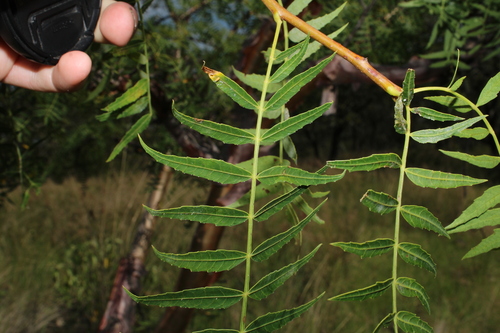 Bursera multijuga, photograph 3