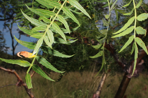 Bursera multijuga, photograph 2