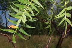 Bursera multijuga, photograph (c) Rodolfo Maximiliano Gutiérrez-Sánchez, some rights reserved (CC BY)