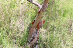 Bursera multijuga, photograph (c) Rodolfo Maximiliano Gutiérrez-Sánchez, some rights reserved (CC BY)