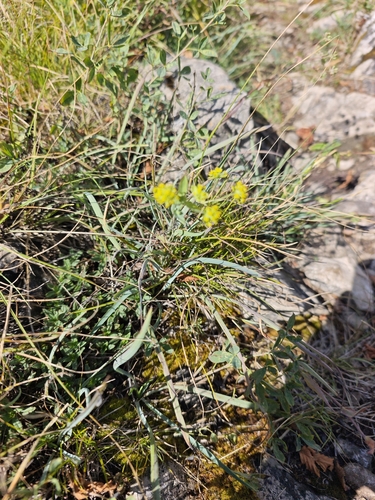 Bupleurum ranunculoides, photograph 3