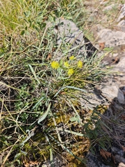 Bupleurum ranunculoides, photograph author not stated, no rights reserved