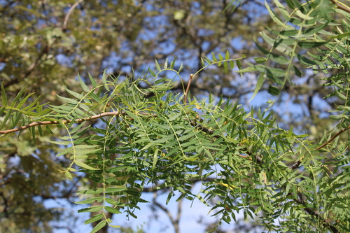 Bursera multijuga, photograph 4