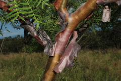 Bursera multijuga