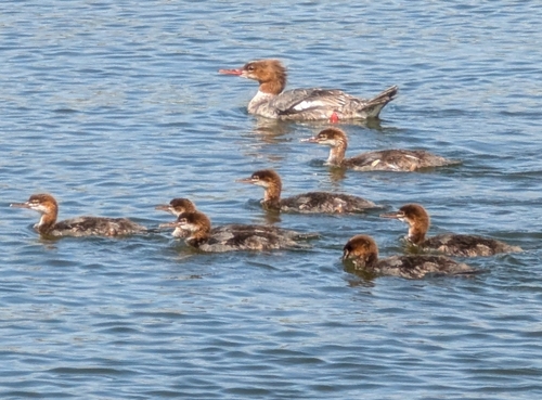 Common Merganser