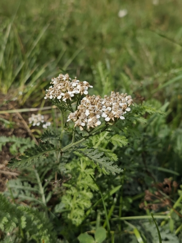 Achillea distans, photograph 2