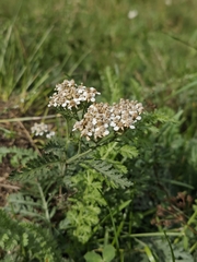 Achillea distans, photograph author not stated, no rights reserved