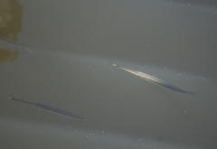 Zenarchopterus gilli