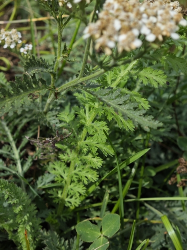 Achillea distans, photograph 3