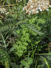 Achillea distans, photograph author not stated, no rights reserved