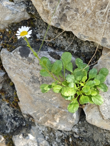 Leucanthemum ircutianum, photograph 1
