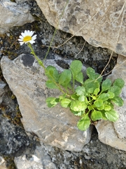 Leucanthemum ircutianum