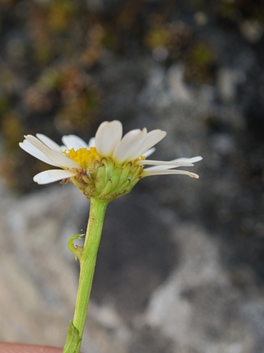 Leucanthemum ircutianum, photograph 2