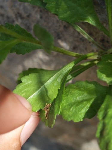 Leucanthemum ircutianum, photograph 3