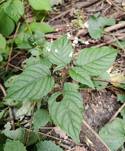 Наблюдение на iNaturalist
