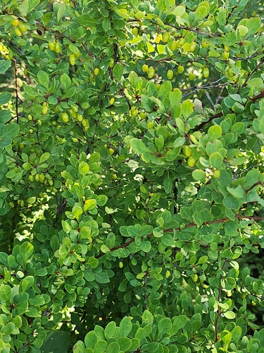 Japanese barberry