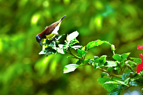 Purple-rumped Sunbird