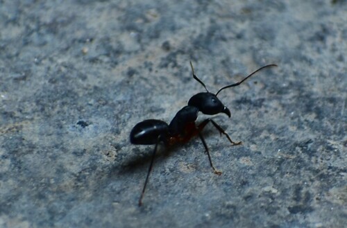 Indian Black Ant