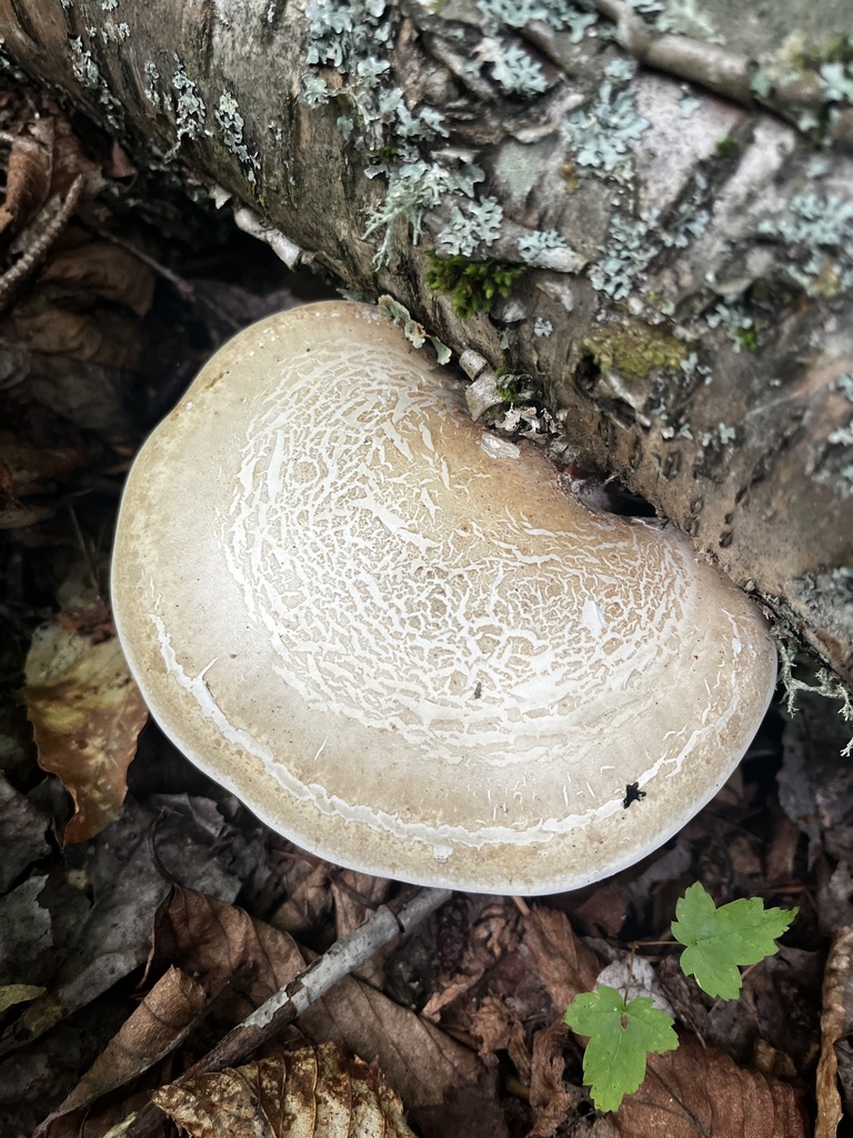 birch polypore · August 2026 · photo: Photo: (c) Ross, some rights reserved (CC BY) · iNaturalist