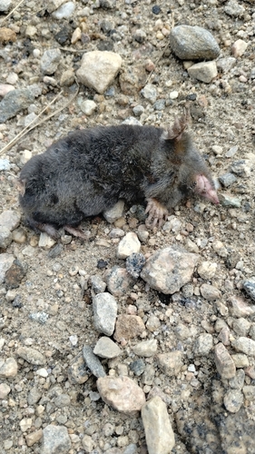 Hairy-tailed Mole observed by ko-birder