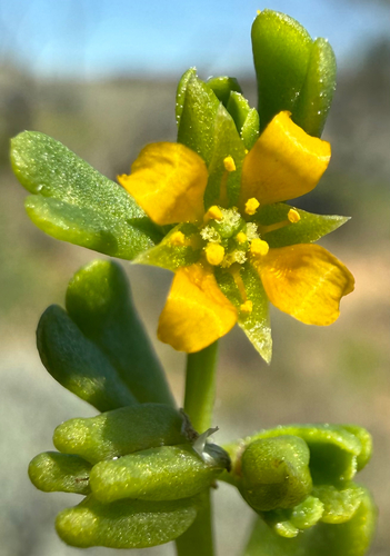 square-fruited twinleaf