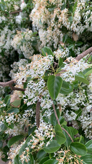 Chionanthus retusus