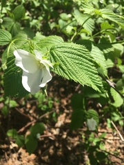 Rhodotypos